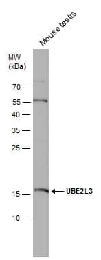 Western Blot: UbcH7/UBE2L3 Antibody [NBP2-20786] - Mouse tissue extract (50 ug) was separated by 15% SDS-PAGE, and the membrane was blotted with UbcH7/UBE2L3 antibody [N1C3] (NBP2-20786) diluted at 1:1000.