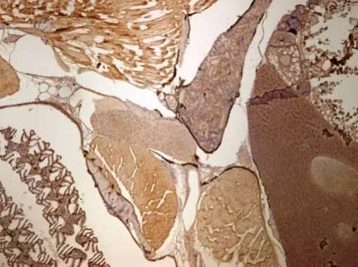 Immunohistochemistry: UbcH7/UBE2L3 Antibody [NBP2-20786] - Immunohistochemical analysis of paraffin-embedded zebrafish tissue, using UbcH7/UBE2L3 antibody [N1C3] (NBP2-20786) at 1:300 dilution.