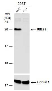 <b>Genetic Strategies Validation. </b>Wild-type (WT) and UBE2S knockout (KO) 293T cell extracts (30 ug) were separated by 12% SDS-PAGE, and the membrane was blotted with UBE2S antibody [N1C2] (NBP2-20788) diluted at 1:2000. The HRP-conjugated anti-rabbit IgG antibody  was used to detect the primary antibody. 
