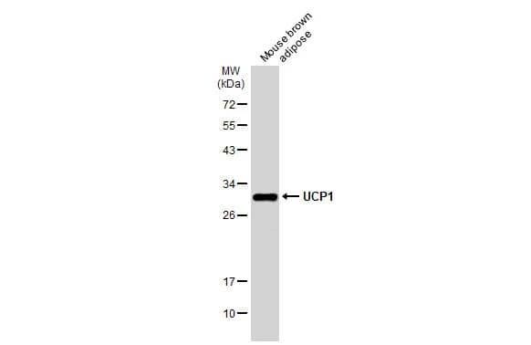 Western Blot UCP1 Antibody