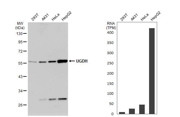 <b>Orthogonal Strategies Validation. </b>Western Blot: UDP glucose dehydrogenase Antibody [NBP2-20798] - Various whole cell extracts (30 ug) were separated by 10% SDS-PAGE, and the membrane was blotted with UGDH antibody  diluted at 1:10000. The HRP-conjugated anti-rabbit IgG antibody  was used to detect the primary antibody. Corresponding RNA expression data for the same cell lines are based on Human Protein Atlas program.
