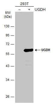 Western Blot UDP glucose dehydrogenase Antibody - BSA Free