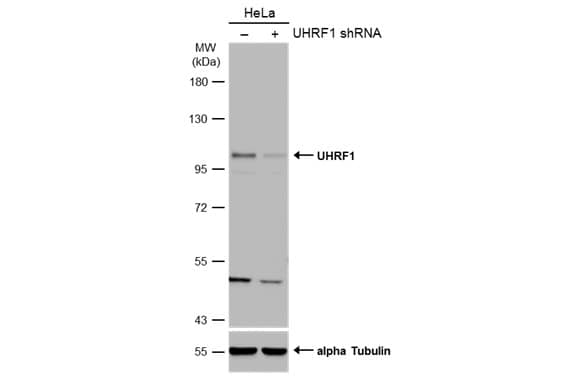 Western Blot: UHRF1 Antibody [NBP2-20807] - Non-transfected (–) and transfected (+) HeLa whole cell extracts (50 ug) were separated by 7.5% SDS-PAGE, and the membrane was blotted with UHRF1 antibody  diluted at 1:500. The HRP-conjugated anti-rabbit IgG antibody  was used to detect the primary antibody.