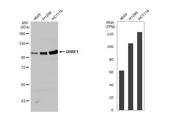 Western Blot: UHRF1 Antibody [NBP2-20807] - Various whole cell extracts (30 ug) were separated by 7.5% SDS-PAGE, and the membrane was blotted with UHRF1 antibody  diluted at 1:1000. The HRP-conjugated anti-rabbit IgG antibody  was used to detect the primary antibody. Corresponding RNA expression data for the same cell lines are based on Human Protein Atlas program.