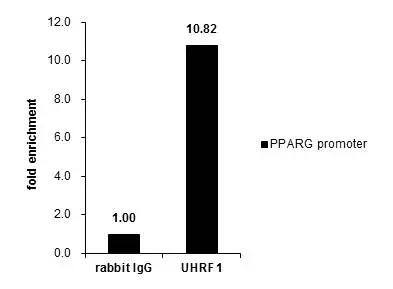 Cross-linked ChIP was performed with HCT116 chromatin extract and 5 ug of either control rabbit IgG or anti-UHRF1 antibody. The precipitated DNA was detected by PCR with primer set targeting to PPARG promoter. 