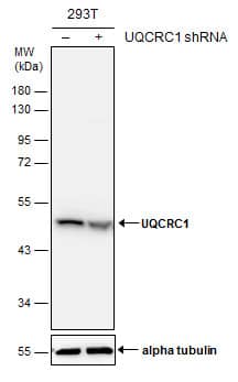 Non-transfected (-) and transfected (+) 293T whole cell extracts (30 ug) were separated by 10% SDS-PAGE, and the membrane was blotted with UQCRC1 antibody (NBP2-20815) diluted at 1:5000. The HRP-conjugated anti-rabbit IgG antibody  was used to detect the primary antibody. 