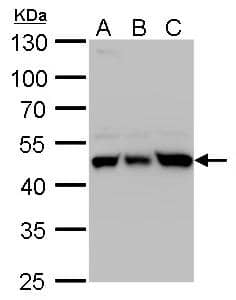 UQCRC1 antibody detects UQCRC1 protein by western blot analysis.A Huh7 whole cell lysate/extractB Hep3B whole cell lysate/extractC HepG2 whole cell lysate/extract10% SDS-PAGEUQCRC1 antibody (NBP2-20815) dilution: 1:5000 The HRP-conjugated anti-rabbit IgG antibody  was used to detect the primary antibody. 