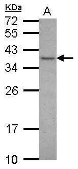 Western Blot VAX1 Antibody - BSA Free