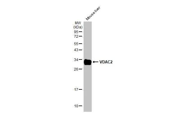 Western Blot VDAC2 Antibody - BSA Free