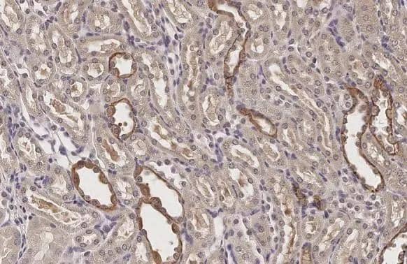 Immunohistochemistry-Paraffin VEGF-C Antibody - BSA Free