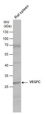 Western Blot VEGF-C Antibody - BSA Free