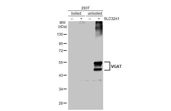 Western Blot: VIAAT/SLC32A1/VGAT Antibody [NBP2-20857] - Non-transfected (-) and transfected (+) Boiled and unboiled 293T whole cell extracts (30 ug) were separated by 10% SDS-PAGE, and the membrane was blotted with VIAAT/SLC32A1/VGAT antibody [N1N2], N-term (NBP2-20857) diluted at 1:2500. The HRP-conjugated anti-rabbit IgG antibody  was used to detect the primary antibody.