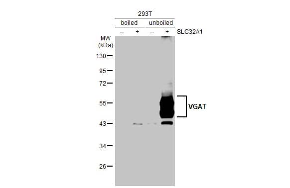 Western Blot: VIAAT/SLC32A1/VGAT Antibody [NBP2-20857] - Non-transfected (-) and transfected (+) boiled and unboiled 293T whole cell extracts (30 ug) were separated by 10% SDS-PAGE, and the membrane was blotted with VIAAT/SLC32A1/VGAT antibody [N1N2], N-term (NBP2-20857) diluted at 1:2500. The HRP-conjugated anti-rabbit IgG antibody  was used to detect the primary antibody.