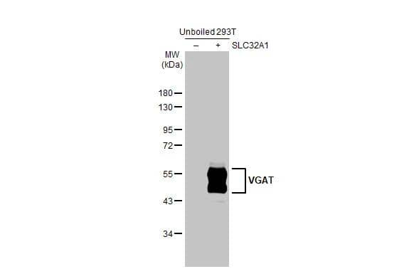 Non-transfected (-) and transfected (+) unboiled 293T whole cell extracts (30 ug) were separated by 10% SDS-PAGE, and the membrane was blotted with VGAT antibody [N1N2], N-term (NBP2-20857) diluted at 1:10000. The HRP-conjugated anti-rabbit IgG antibody  was used to detect the primary antibody. 