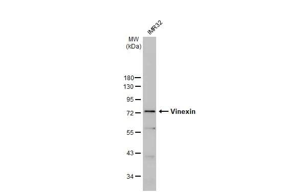 Western Blot Vinexin Antibody - BSA Free