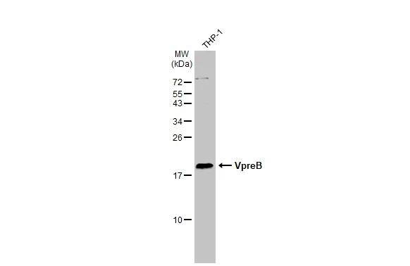 Western Blot VPREB1 Antibody - BSA Free