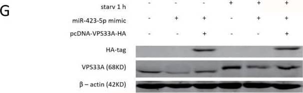 Western Blot VPS33A Antibody