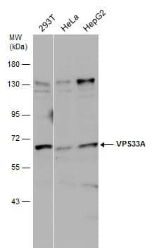 Various whole cell extracts (30 ug) were separated by 7.5% SDS-PAGE, and the membrane was blotted with VPS33A antibody [C1C3] (NBP2-20872) diluted at 1:500. The signal was developed with Trident ECL plus-Enhanced. 