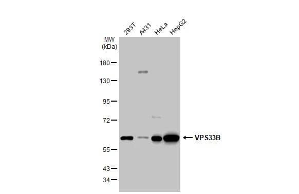 Western Blot VPS33B Antibody - BSA Free