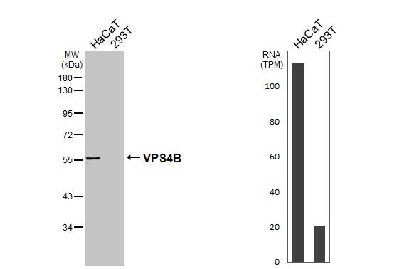 Western Blot VPS4B Antibody - BSA Free