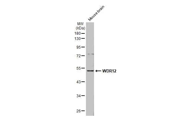 Western Blot WDR12 Antibody - BSA Free