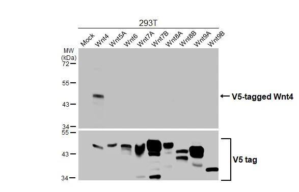 Non-transfected and transfected 293T whole cell extracts were separated by 10% SDS-PAGE, and the membrane was blotted with Wnt4 antibody (NBP2-20909) diluted at 1:5000. The HRP-conjugated anti-rabbit IgG antibody  was used to detect the primary antibody. 