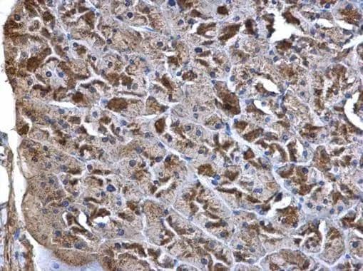 Immunohistochemistry Wnt-7a Antibody