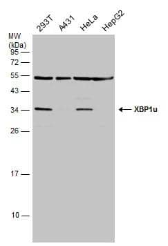 Various whole cell extracts (30 ug) were separated by 12% SDS-PAGE, and the membrane was blotted with XBP1 antibody [N1C3] (NBP2-20917) diluted at 1:1000. The HRP-conjugated anti-rabbit IgG antibody  was used to detect the primary antibody. 