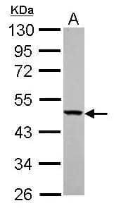 Western Blot YARS2 Antibody - BSA Free