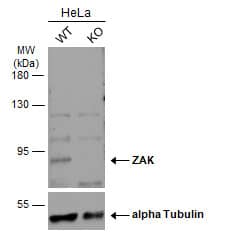 Wild-type (WT) and ZAK knockout (KO) HeLa cell extracts (30 ug) were separated by 7.5% SDS-PAGE, and the membrane was blotted with ZAK antibody [N3C2], Internal (NBP2-20934) diluted at 1:500. The HRP-conjugated anti-rabbit IgG antibody  was used to detect the primary antibody, and the signal was developed with Trident ECL plus-Enhanced. 