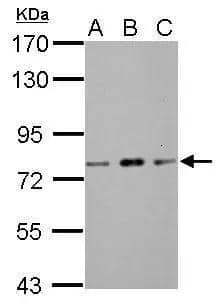 Western Blot ZBTB20 Antibody - BSA Free