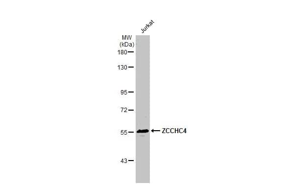 Western Blot ZCCHC4 Antibody - BSA Free