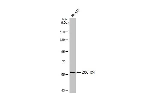 Western Blot ZCCHC4 Antibody - BSA Free