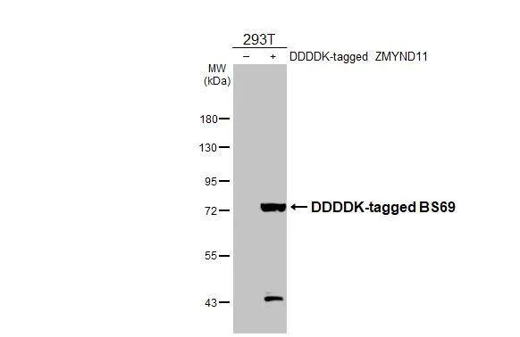 Western Blot ZMYND11 Antibody - BSA Free