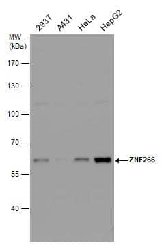 ZNF266 antibody detects ZNF266 protein by western blot analysis. Various whole cell extracts (30 ug) were separated by 7.5% SDS-PAGE, and the membrane was blotted with ZNF266 antibody (NBP2-20982) diluted by 1:1000. 