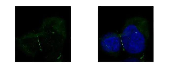 ZO-1 antibody [N2C1], Internal detects TJP1 protein at junction by confocal immunofluorescent analysis. Sample: A431 cells were fixed in ice-cold MeOH for 5 min.Green: TJP1 protein stained by ZO-1 antibody [N2C1], Internal (NBP2-21051) diluted at 1:500.Blue: Hoechst 33342 staining.[Images captured by Olympus FV10i Confocal Laser Scanning Microscope] 