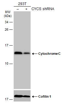 Western Blot Cytochrome c Antibody