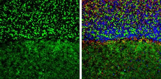 Immunohistochemistry-Frozen GEF-H1 Antibody - BSA Free