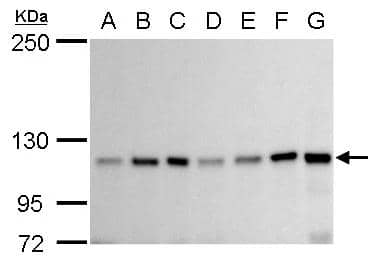 Western Blot GEF-H1 Antibody - BSA Free
