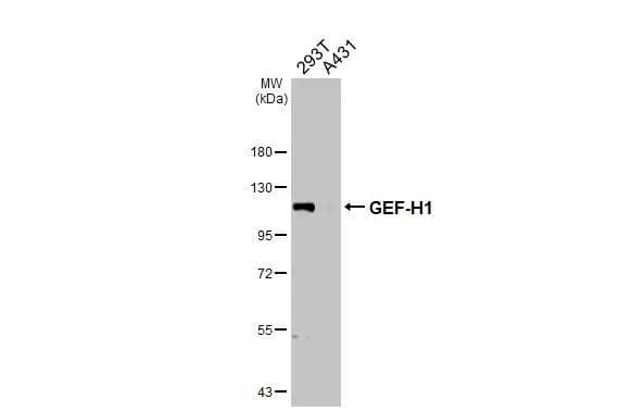 Western Blot GEF-H1 Antibody - BSA Free