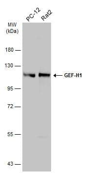 Western Blot GEF-H1 Antibody - BSA Free