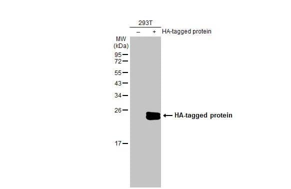 Non-transfected (-) and transfected (+) 293T whole cell extracts (30 ug) were separated by 12% SDS-PAGE, and the membrane was blotted with HA tag antibody (NBP2-21581-01) diluted at 1:3000. The HRP-conjugated anti-rabbit IgG antibody  was used to detect the primary antibody. 