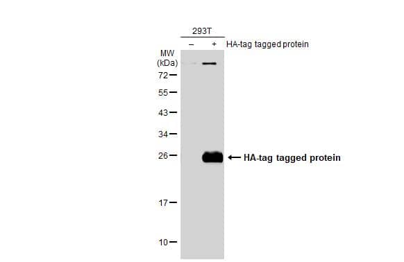 Non-transfected (-) and transfected (+) 293T whole cell extracts (30 ug) were separated by 12% SDS-PAGE, and the membrane was blotted with HA tag antibody (NBP2-21581) diluted at 1:3000. The HRP-conjugated anti-rabbit IgG antibody  was used to detect the primary antibody. 