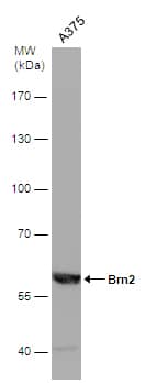 Western Blot: POU3F2/OCT7 Antibody [NBP2-21585] - Whole cell extract (30 ug) was separated by 7.5% SDS-PAGE, and the membrane was blotted with POU3F2/OCT7 antibody (NBP2-21585) diluted at 1:1000.