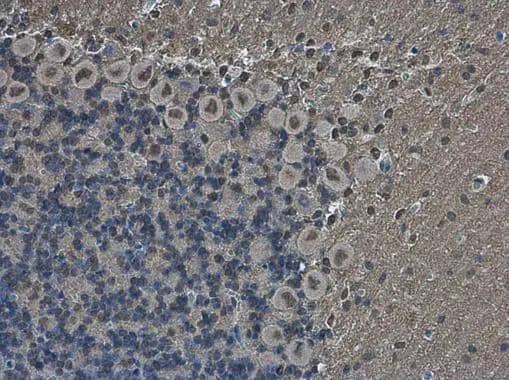 Immunohistochemistry-Paraffin POU3F2/OCT7 Antibody
