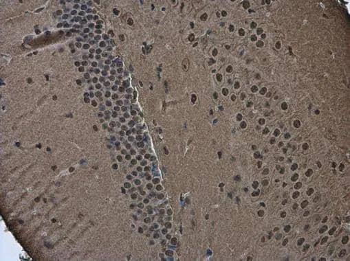 Immunohistochemistry-Paraffin POU3F2/OCT7 Antibody