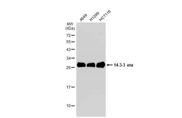 Western Blot: 14-3-3 eta Antibody [NBP2-21586] - Various whole cell extracts (30 ug) were separated by 12% SDS-PAGE, and the membrane was blotted with 14-3-3 eta antibody [N1C3] (NBP2-21586) diluted at 1:1000. The HRP-conjugated anti-rabbit IgG antibody  was used to detect the primary antibody.