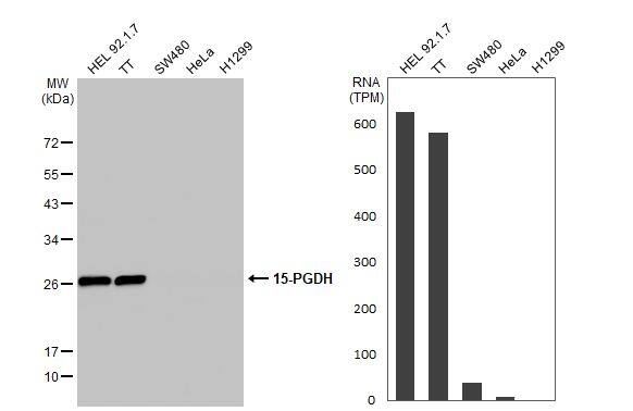 Various whole cell extracts (30 ug) were separated by 12% SDS-PAGE, and the membrane was blotted with 15-PGDH antibody (NBP2-21588) diluted at 1:1000. The HRP-conjugated anti-rabbit IgG antibody  was used to detect the primary antibody. Corresponding RNA expression data for the same cell lines are based on Human Protein Atlas program. 