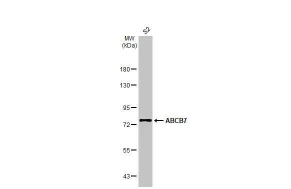 Whole cell extract (30 ug) was separated by 7.5% SDS-PAGE, and the membrane was blotted with ABCB7 antibody [C1C3] (NBP2-21600) diluted at 1:1000. The HRP-conjugated anti-rabbit IgG antibody  was used to detect the primary antibody, and the signal was developed with Trident ECL plus-Enhanced. 