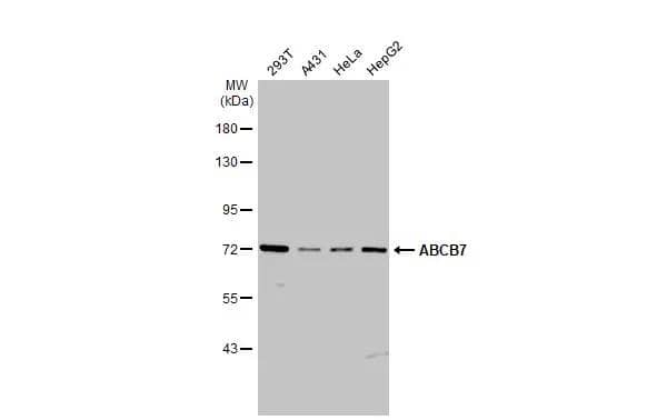 Various whole cell extracts (30 ug) were separated by 7.5% SDS-PAGE, and the membrane was blotted with ABCB7 antibody [C1C3] (NBP2-21600) diluted at 1:1000. The HRP-conjugated anti-rabbit IgG antibody  was used to detect the primary antibody. 